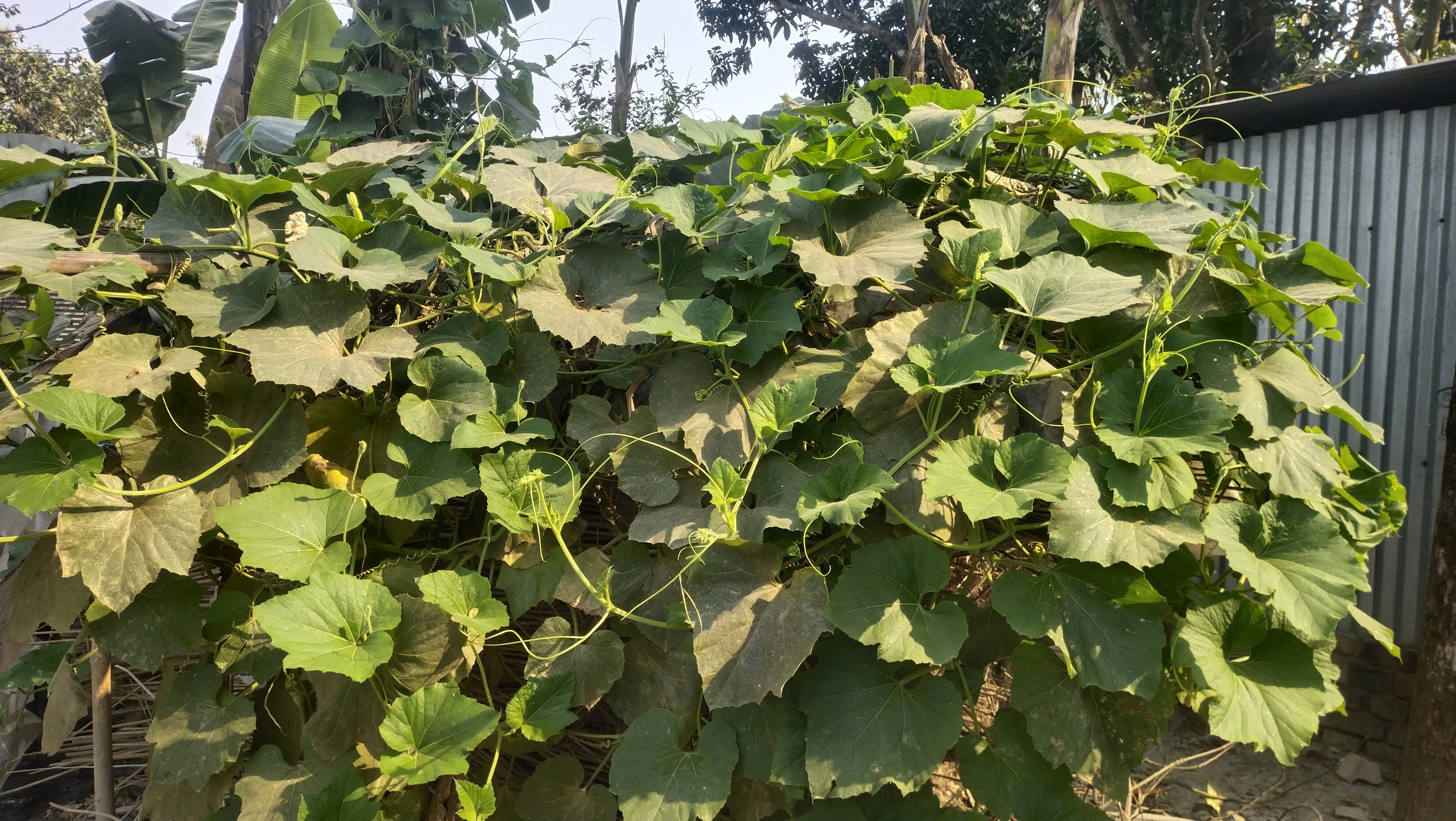 kulik-forest-of-raiganj